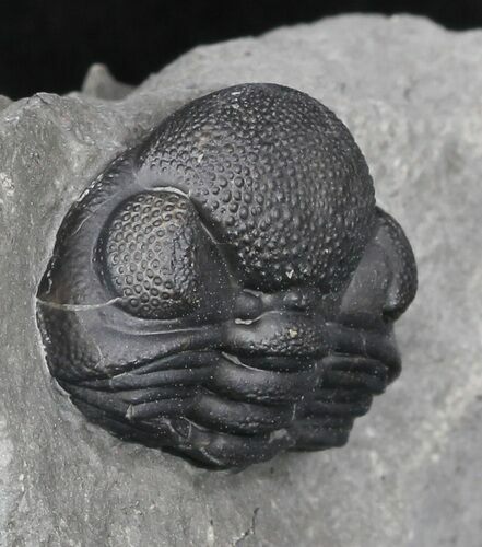 Curled Eldredgeops Trilobite With Nice Eyes - New York #35146